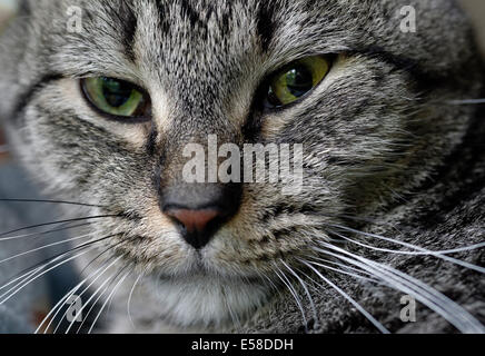 Close-up portrait d'un chat tigré gris. Banque D'Images