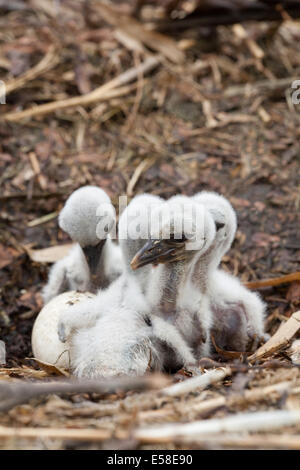 European Cigognes blanches (Ciconia ciconia). Les jeunes. Quatre jeunes et un œuf. Banque D'Images