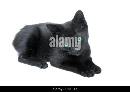 Mignon chaton noir aux yeux verts sur fond blanc Banque D'Images