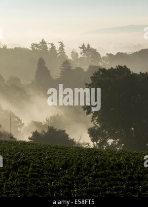 Le Redfold au vignoble dans le Sussex le temps est court comme la récolte doit se faire alors que les raisins sont en parfait état Banque D'Images