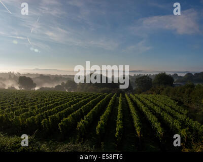 Le Redfold au vignoble dans le Sussex le temps est court comme la récolte doit se faire alors que les raisins sont en parfait état Banque D'Images