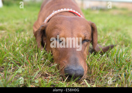 Couchage chien sur l'herbe verte Banque D'Images