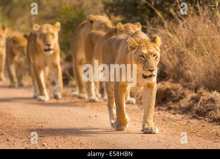 Le parc national Kruger, AFRIQUE DU SUD - la chasse des Lions près de Biyamiti Camp. Panthera leo Banque D'Images