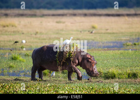 Hippopotame marcher hors de l'eau avec Jacinthe et Héron garde-boeuf sur le dos Banque D'Images