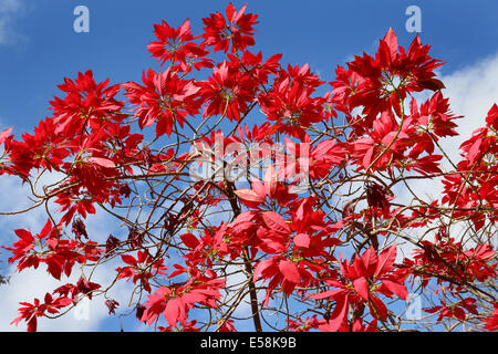 Feuilles rouge de l'Étoile de Noël, poinsettia (Euphorbia pulcherrima), Weihnachtsstern. La Zambie, l'Afrique Banque D'Images