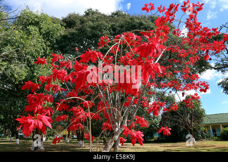 Feuilles rouge de l'Étoile de Noël, poinsettia (Euphorbia pulcherrima), Weihnachtsstern. La Zambie, l'Afrique Banque D'Images