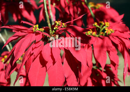 Feuilles rouge de l'Étoile de Noël, poinsettia (Euphorbia pulcherrima), Weihnachtsstern. La Zambie, l'Afrique Banque D'Images