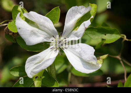 Embout vert blanc fleur de la clématite viticella fleurissent en été plus tard 'Alba Luxurians' Banque D'Images