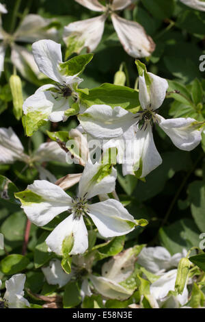 Fleurs blanches à pointe verte de l'été plus tard Clematis viticella floraison 'Alba Luxurians' Banque D'Images