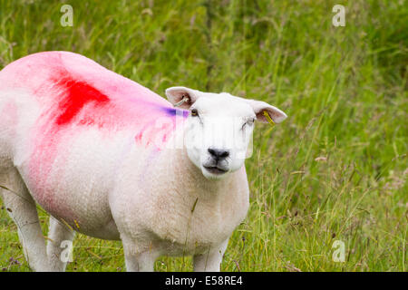 Marquages colorés sur la tonte des moutons sur le North Pennines maures. Banque D'Images