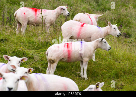 Marquages colorés sur la tonte des moutons sur le North Pennines maures. Banque D'Images