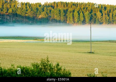 Tôt le matin, le brouillard s'abattant sur les terres agricoles. Banque D'Images