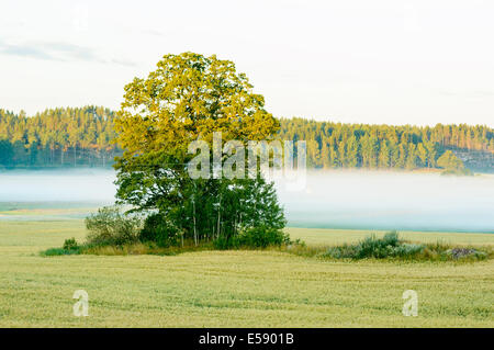 Tôt le matin, le brouillard s'abattant sur les terres agricoles. Banque D'Images