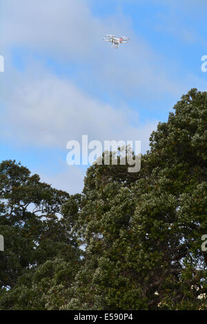 Drone volant au-dessus des arbres pohutukawa, Auckland, Nouvelle-Zélande Banque D'Images