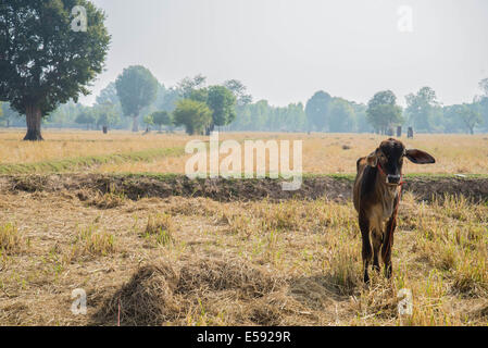 La vache dans un champ après la récolte. Banque D'Images