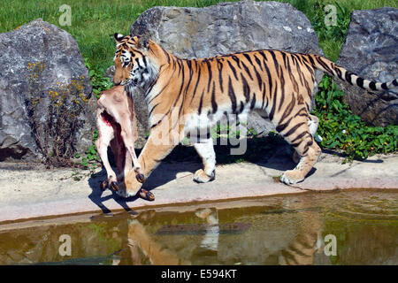 Un tigre de Sibérie avec carcasse animale dans la bouche Banque D'Images