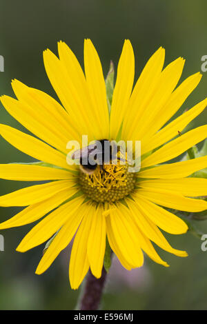 Bombus terrestris sur un tournesol vivace. Banque D'Images