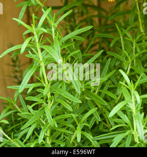 Rosmarinus officinalis communément connu sous le nom de Rosemary Banque D'Images