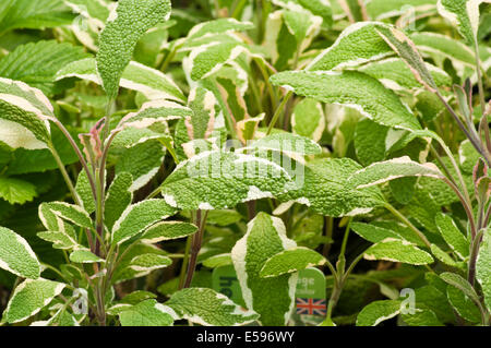 Salvia officinalis communément appelée sauge tricolore ou sage commun Banque D'Images