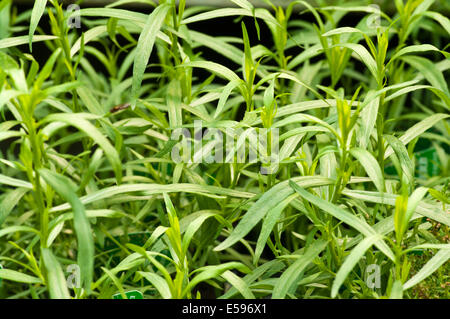 Artemisia dracunculus communément appelé Estragon français Banque D'Images