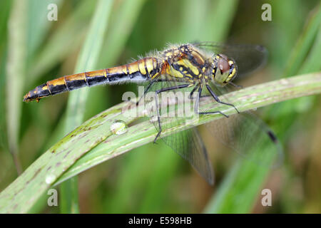 Dard noir femelle Sympetrum danae Banque D'Images