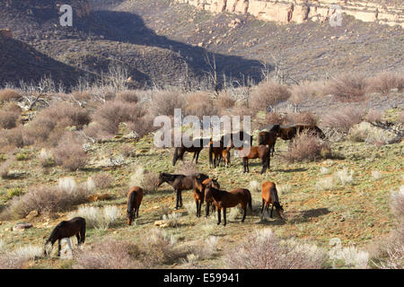 Le pâturage des troupeaux de chevaux sauvages près du canyon dans le sud-ouest américain Banque D'Images