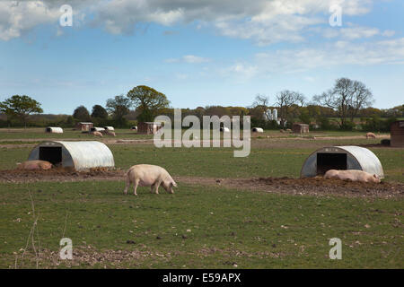 L'Angleterre, West Sussex, Funtington, Free range stylos de porc. Banque D'Images