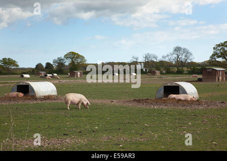 L'Angleterre, West Sussex, Funtington, Free range stylos de porc. Banque D'Images