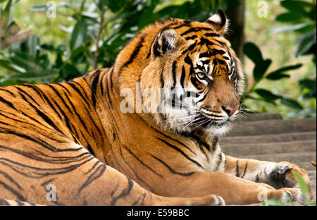 Un tigre de Sumatra, Panthera tigris sumatrae Banque D'Images