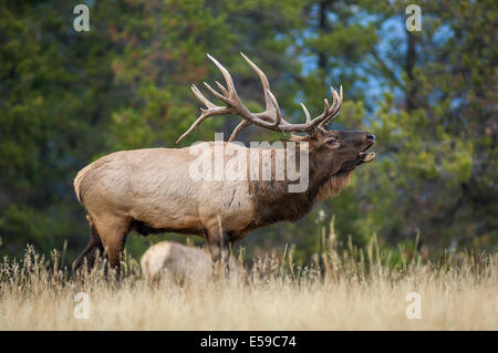 Les Wapitis (Cervus elaphus). Les brames bull au crépuscule en haute montagne meadow durant la saison de reproduction. Le Parc National Jasper. Banque D'Images