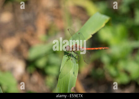 Sympetrum striolatum vert (commune), mâle mature. Banque D'Images