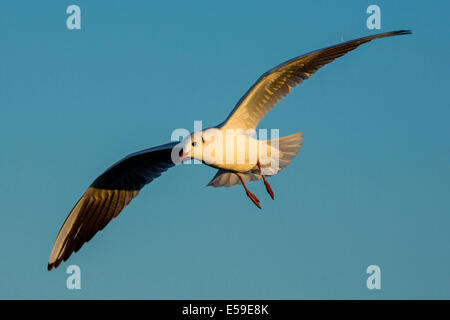 Chroicocephalus ridibundus, mouette, sud de la France Banque D'Images