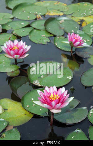 Trois fleurs de lotus Banque D'Images