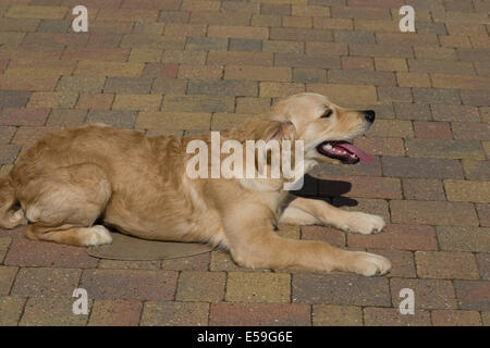 Marsden a 5 mois chiot golden retriever se trouve sur un tapis sur le bloc ouvert à l'extérieur de l'herbe avant de son obtenteur accueil Banque D'Images