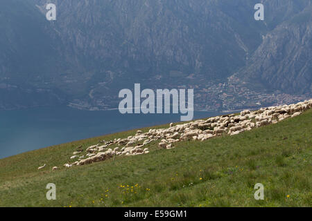 Moutons sur la colline du Monte Baldo, Malcesine, Italie Banque D'Images