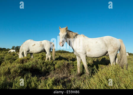 Cheval Camargue,blanc Equus ferus caballus, France Banque D'Images