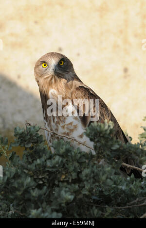 Circaète jean-le-blanc (Turdus gallicus) sur l'arbre, Camargue, France Banque D'Images