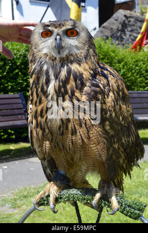 Grand nom Latin owl Bubo bubo Banque D'Images