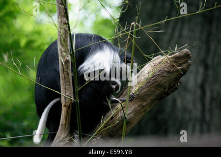 Le Colobe guéreza vivent en groupes territoriaux d'environ neuf personnes, le groupe dispose d'un seul homme. Banque D'Images