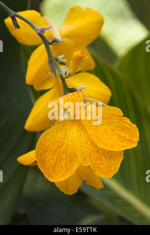 Canna 'Birdl' fleur jaune. Banque D'Images