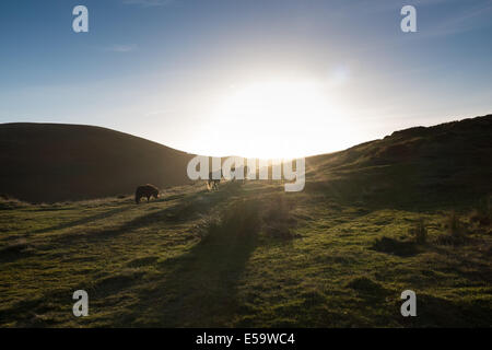 Chevaux sauvages au galop le long du Long Mynd, Shropshire Banque D'Images