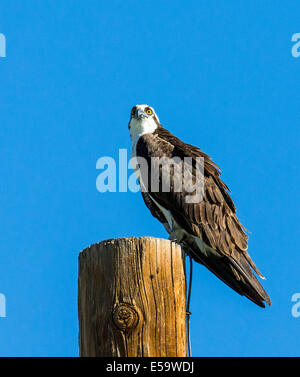 Osprey sur perche, Pandion haliaetus, Sea Hawk, les poissons de la rivière Eagle, hawk, poisson faucon, raptor, Chaffee Comté, Colorado, USA Banque D'Images