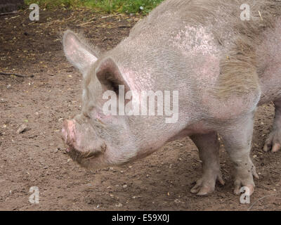 Un cochon Kune Kune creuser dans la boue pour traite Banque D'Images