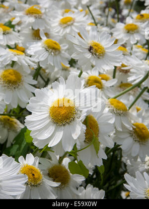 Chrysanthemum leucanthemum, Shasta Daisies Banque D'Images