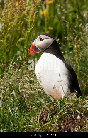 Macareux moine (Fratercula arctica) - Marina Borgarfjorour, Islande Banque D'Images