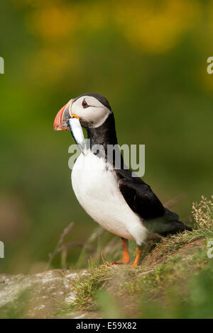 Macareux moine (Fratercula arctica) - Marina Borgarfjorour, Islande Banque D'Images