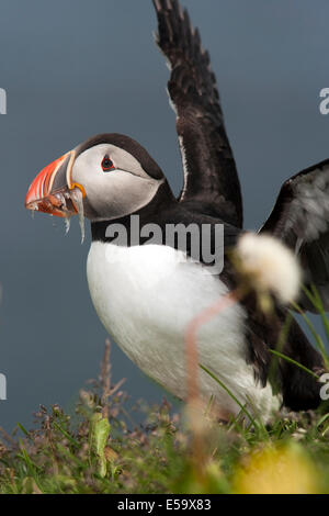 Macareux moine (Fratercula arctica) - Marina Borgarfjorour, Islande Banque D'Images