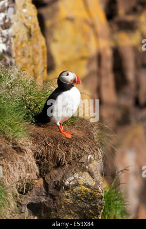 Macareux moine (Fratercula arctica) - Marina Borgarfjorour, Islande Banque D'Images