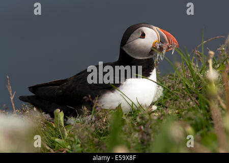 Macareux moine (Fratercula arctica) - Marina Borgarfjorour, Islande Banque D'Images