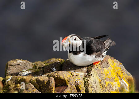 Macareux moine (Fratercula arctica) - Marina Borgarfjorour, Islande Banque D'Images